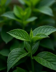 Wall Mural - A close up of a green plant with water droplets on it