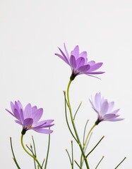 Poster - Three purple flowers on a white background