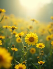 Canvas Print - A field of yellow flowers with the sun shining through them