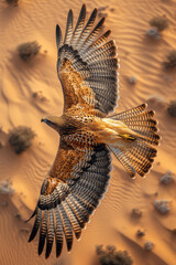 Poster - A hawk soaring over a barren desert with small blooming shrubs scattered below,