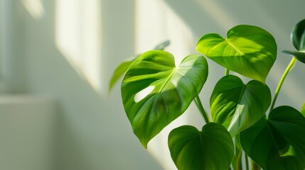 Wall Mural - Lush Philodendron with vibrant heart shaped leaves thriving in modern minimalist home interior setting, showcasing natural light and urban jungle aesthetic for contemporary home decor enthusiasts