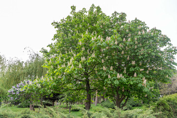 A blooming chestnut tree