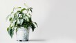 © CreativeBro - Wiltered houseplant in decorative pot highlighting neglect on a clean white background