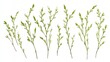Willow branches with budding leaves and flowers isolated on white background for nature and botanical themes.