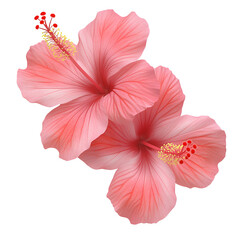 Wall Mural - beautiful pink hibiscus flowers in bloom. transparent background. transparent background.
