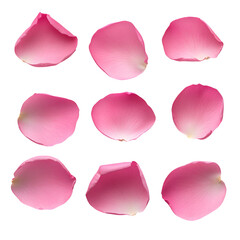 Wall Mural - beautiful pink rose petals on a dark background. transparent background. transparent background.