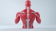 © Kritsadee - Human anatomy model display medical education 3d visualization clinical environment rear view muscular structure for learning