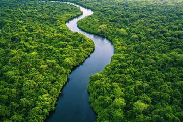 Wall Mural - River winding through lush green rainforest creating a serene oasis in the heart of nature