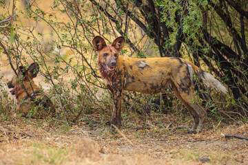 Wall Mural - african wild dog (lycaon pictus) standing in the bushes, chobe national park botswana