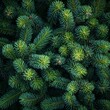 © BG_Illustrations - Dense Pine Foliage Texture