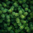 © BG_Illustrations - Dense Pine Foliage Texture
