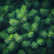 © BG_Illustrations - Dense Pine Foliage Texture