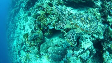 Wall Mural - A Green sea turtle swims along a drop-off in Bunaken National Marine Park, North Sulawesi, Indonesia. This region is part of the Coral Triangle and is a popular destination for divers and snorkelers.