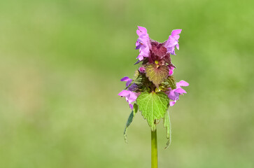 photos of wildflowers and wildflowers. dead nettle flower.