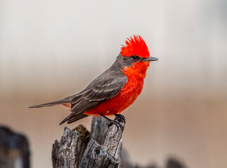 Wall Mural - Male Vermillion Flycatcher