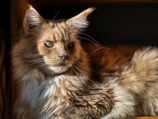 Maine Coon cat with green eyes and fluffy fur