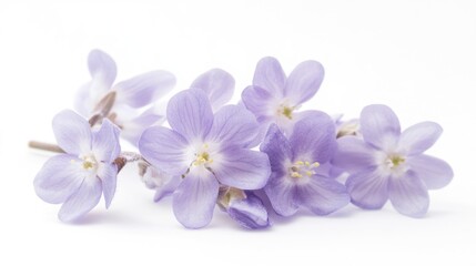 Poster - spring chalcedony flowers delicately arranged on a clean white background showcasing their vibrant l