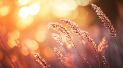 Poster - Bokeh Effect with Warm Tones Illuminating Grassy Reeds at Sunset for Serene Nature Backgrounds