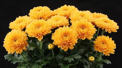 Poster - Vibrant Yellow Chrysanthemums Blooming Against Dark Background Showcasing Nature's Elegance and Beauty