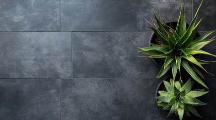 Poster - Dark grey natural limestone tiles with a textured finish complemented by green yucca plants for a modern aesthetic.