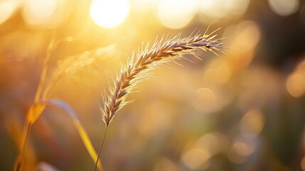 Poster - sunlight bokeh texture on grass with soft focus creating a serene natural background for artistic an