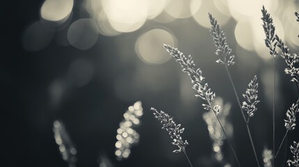 Poster - Monochrome bokeh background featuring delicate grass silhouettes illuminated by soft light creating a serene and artistic atmosphere.