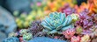 © AbstractAI - Close up of a vibrant garden featuring a variety of colorful succulents highlighting the intricate details of nature and desert flora