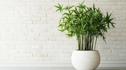 Wall Mural - Bamboo plant in modern white pot against textured wall in stylish office interior design