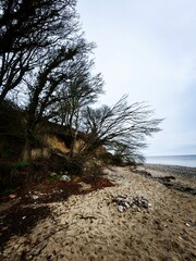 Wall Mural - tree on the beach