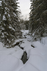 Wall Mural - By the Villbekken Creek below the Reklingmyra Bog of the Totenåsen Hills, Norway, in December 2024.