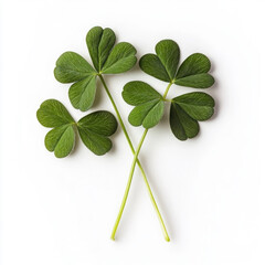 Wall Mural - Shamrock Isolated