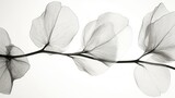X-ray style grayscale image of delicate flower branch.