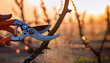 © Matthias - A gardener expertly uses pruning shears to cut a thin branch from a fruit tree, surrounded by wood shavings, signaling the arrival of spring care and maintenance in February or March