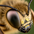 © Jonathan - The compound structure and role of the bees eye are clearly visible in this macro-image, excellent for entomological research