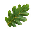 © Daniel - Vibrant Green Oak Leaf  Nature Closeup  Botany  Foliage  Detail