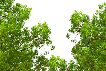 Green tree branches with leaves isolated on transparent background. Natural green leaf and large tree branch. Garden, park, forest, Spring design elements, PNG