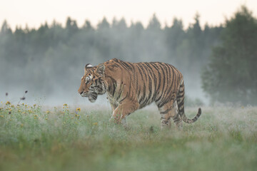 Fototapete - A Siberian tiger walks gracefully through a meadow glistening with morning dew, its striped coat glowing softly in the early light, exuding quiet strength and beauty.