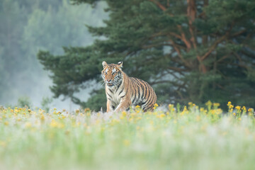 Fototapete - A Siberian tiger walks gracefully through a meadow glistening with morning dew, its striped coat glowing softly in the early light, exuding quiet strength and beauty.
