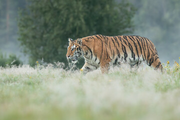 Fototapete - A Siberian tiger walks gracefully through a meadow glistening with morning dew, its striped coat glowing softly in the early light, exuding quiet strength and beauty.
