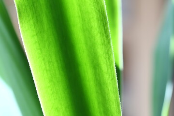 Poster - A close-up shot of a green plant with a blurred background.