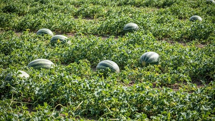 vibrant watermelon patch with striped fruits in sunlight