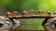 © Soul - ants on the ground