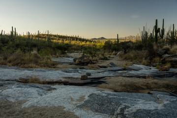 Wall Mural - Large Rocks In Dry Creek Bed Of Saguaro