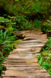 © Saeedatun - Old wooden boardwalk in dense green foliage of rainforest among trees, ferns, bushes and mosses. Big tree trail, Vancouver island, British Columbia, Canada.