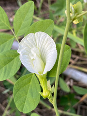 Wall Mural - white butterfly pea flower in the garden