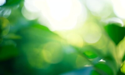 World Environment Day concept Green bokeh out of focus background from nature