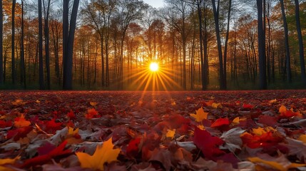 Wall Mural - Autumn sunset through forest, leaves.