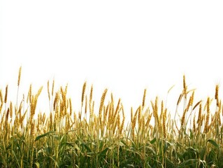 Wall Mural - A field of golden wheat swaying gently against a bright, white background.