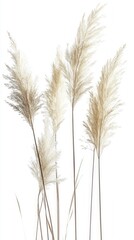 Wall Mural - Delicate Pampas Grass Arrangement: A Soft, Natural Beauty