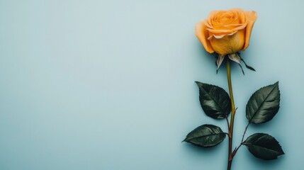 Poster - Isolated yellow rose on a white background, with its soft petals and radiant color creating an elegant and minimalistic visual.